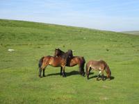 Dartmoor