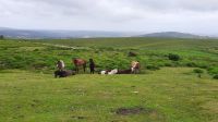 Dartmoor