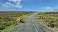 Dartmoor