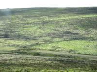 Dartmoore 3