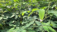 Das Eden Project ist auch etwas für Mimosen!
