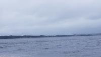 Delfine am  Chanonry Point