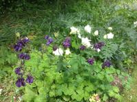 Denmans Garden