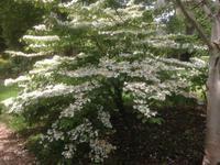 Denmans Garden