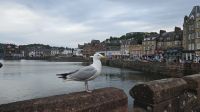 Der Hafen von Oban 