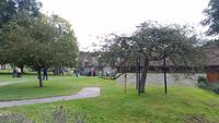 Dornenbusch von Glastonbury Abbey