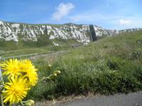 Dover