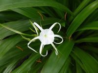 Eden Project - Spider Lily