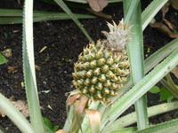 Eden Project 