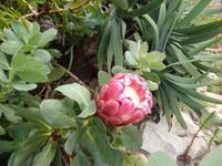 Eden Project 