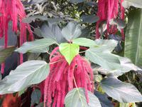 Eden Project