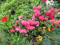 Eden Project