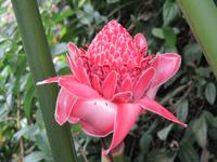 Eden Project