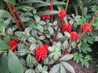 Eden Project