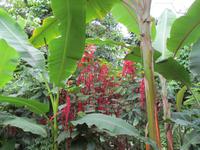 Eden Project