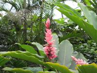Eden Project