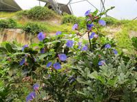 Eden Project