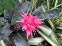 Eden Project