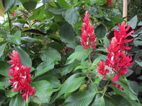 Eden Project