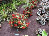 Eden Project
