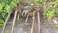 Eden Project
