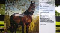 Ein recht teures Pferd, oder? - Im Nationalgestüt Irlands in Kildare