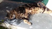 Eine der vielen Katzen in Clovelly 
