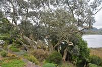Eukalyptus