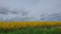 Felder an den Victoria Cliffs Arbroath 