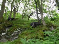 Feral Goats am Loch Lomond
