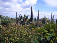 Flora in Cornwall