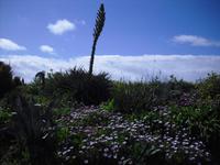 Flora in Cornwall