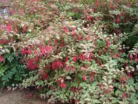 Fuchsien blühen im Killerton Garden