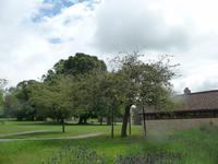 Glastonbury Abbey