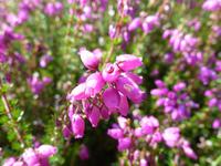Glen Coe - Heide