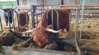 Grace s Farm in Aberdeenshire 20230803 093500