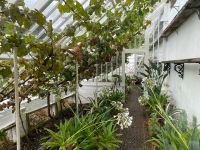 Greenhouse innen