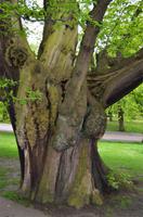 Greenwich Park