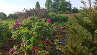 Hampton Court Palace 20180518_174231