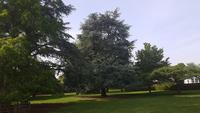 Hampton Court Palace 20180518_174354