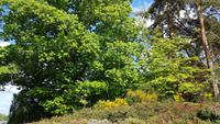 Hever Castle 20180510 174938