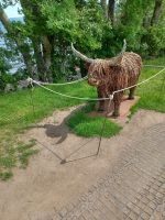 Highland Cow