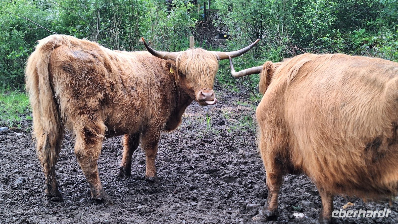 Highland Kuh