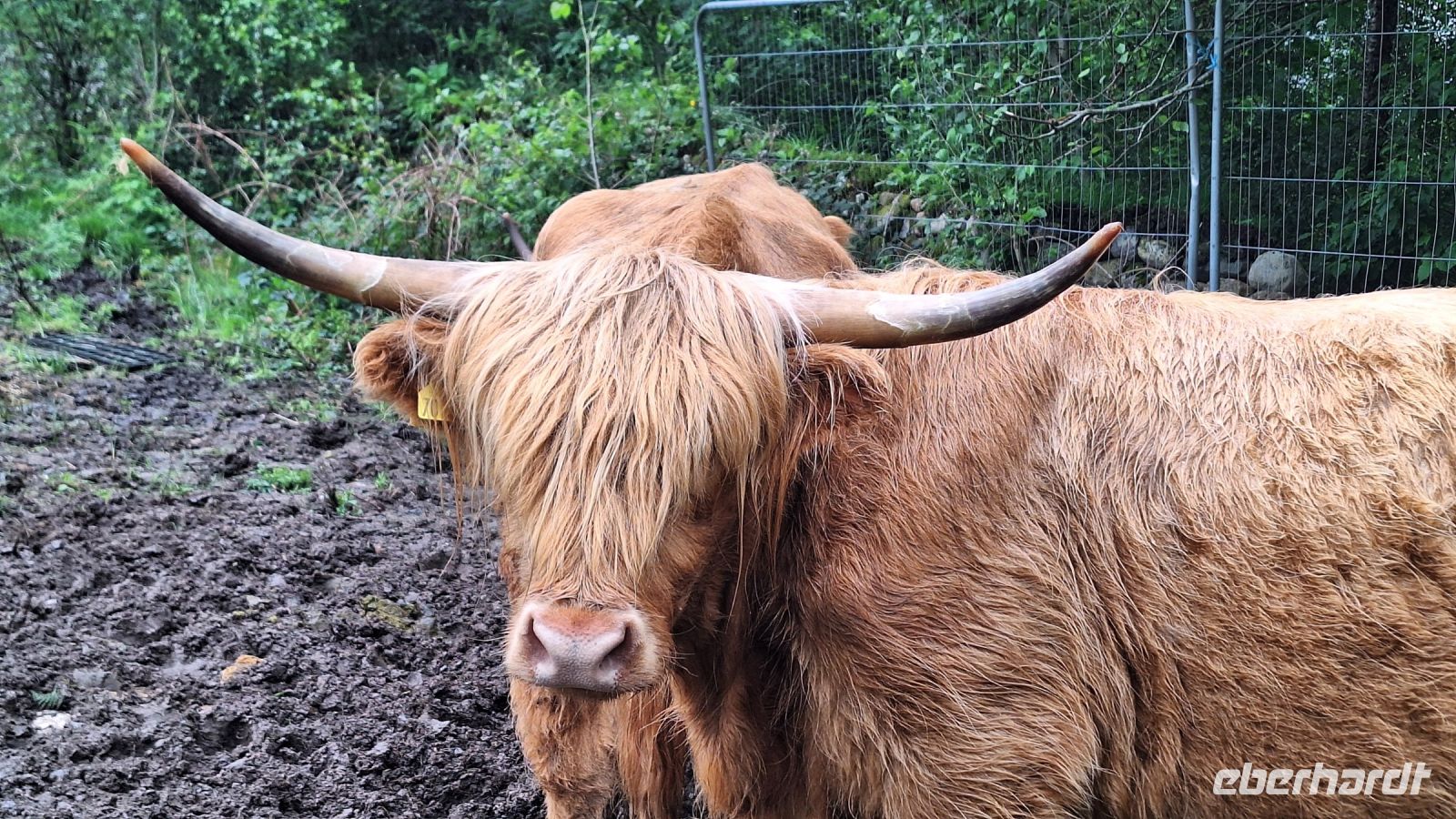 Highland Kuh