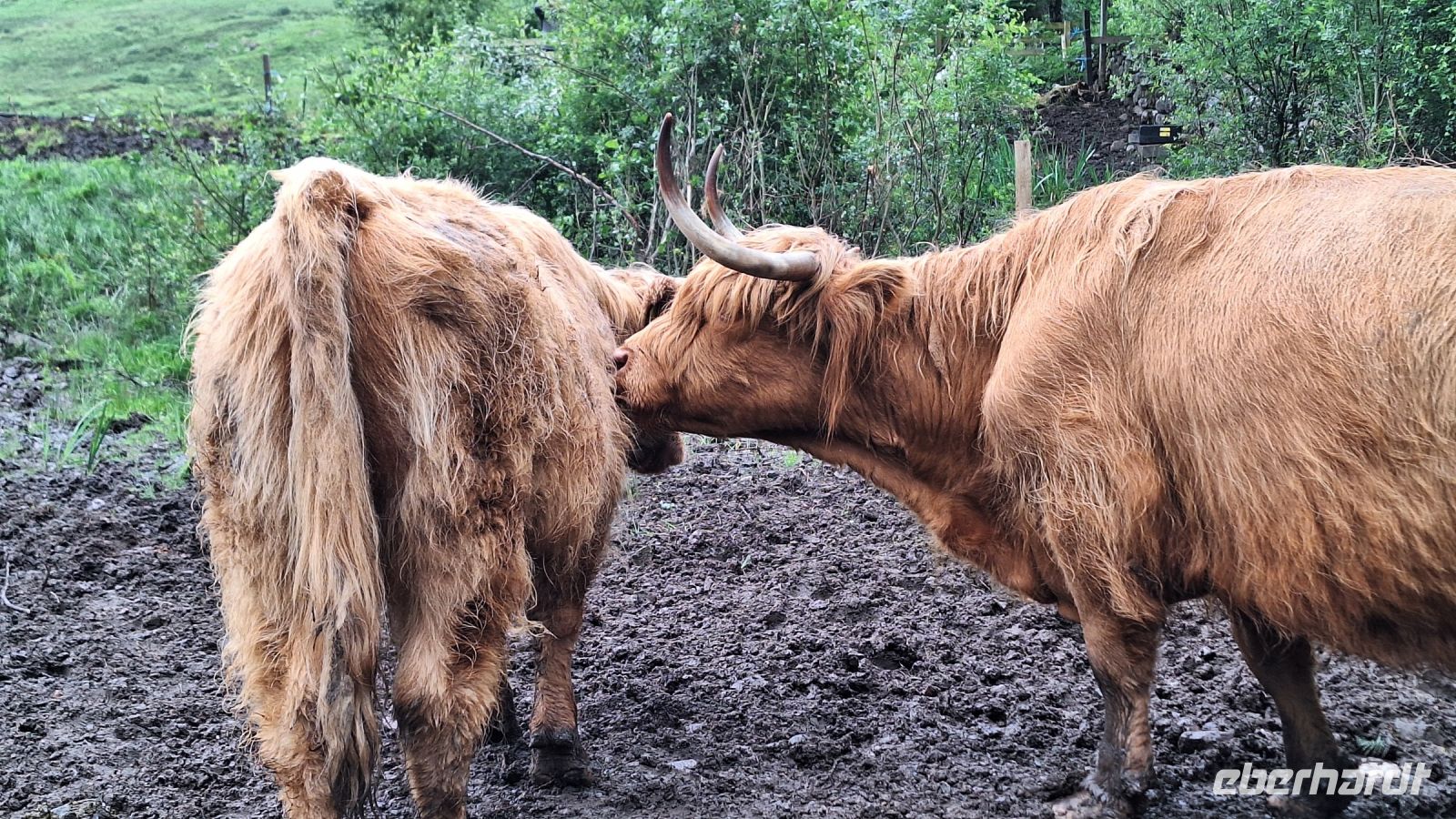 Highland Kuh