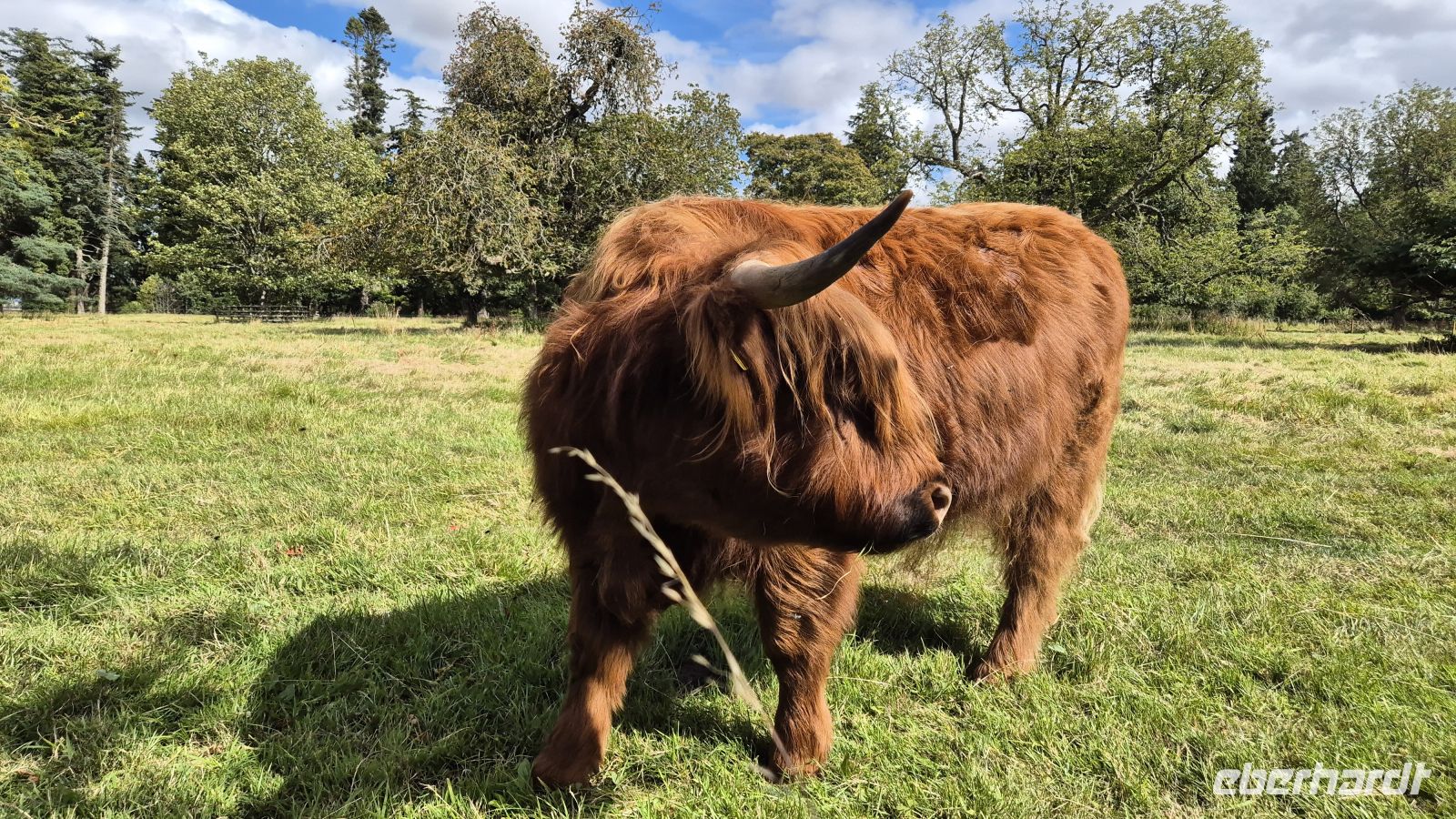 Highland Rind