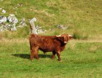 Highland-Rind