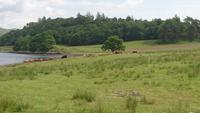Highland-Rinder am Wege
