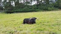 Highlander am Blair Atholl