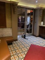 Hotelkatze